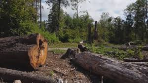 Seasonal Cleanup (Spring/Fall) in Royston, GA