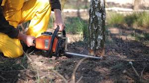 Best Firewood Processing and Delivery  in Royston, GA