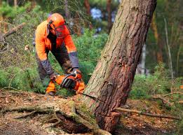Professional Tree Services in Royston, GA