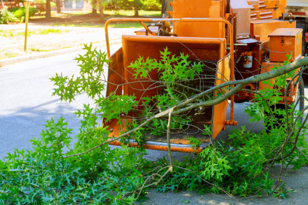 Best Lawn Watering Services  in Royston, GA