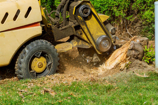How Our Tree Care Process Works  in  Royston, GA
