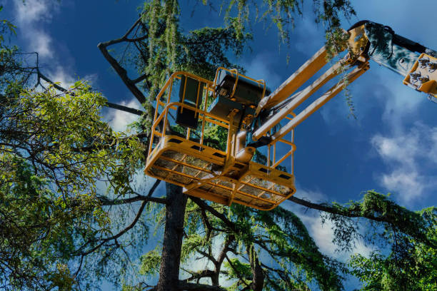  Royston, GA Tree Services Pros