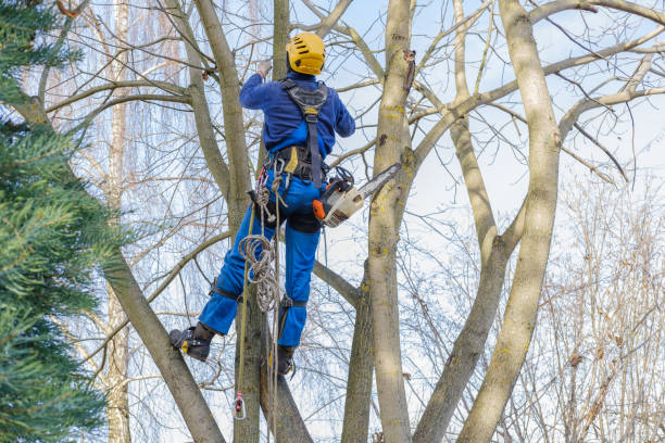 Best Storm Damage Tree Cleanup  in Royston, GA