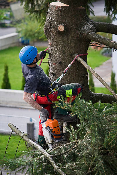 Best Palm Tree Trimming  in Royston, GA