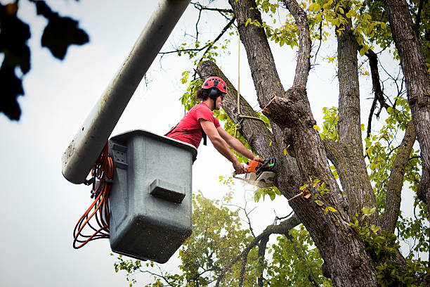 Best Utility Line Clearance  in Royston, GA