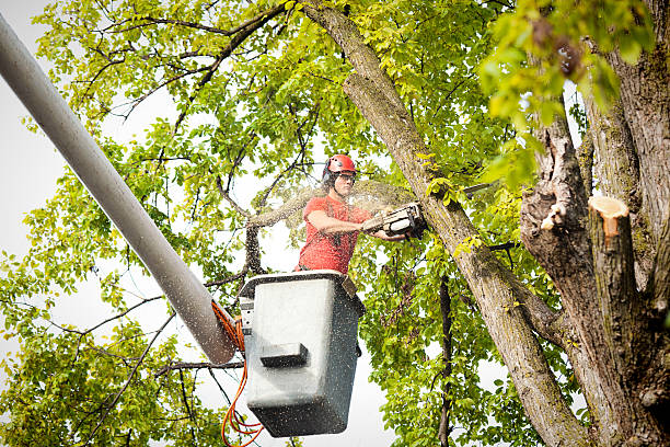 Best Tree Removal  in Royston, GA