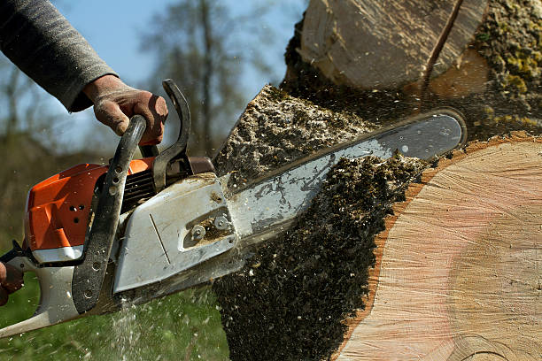 Best Tree Trimming and Pruning  in Royston, GA